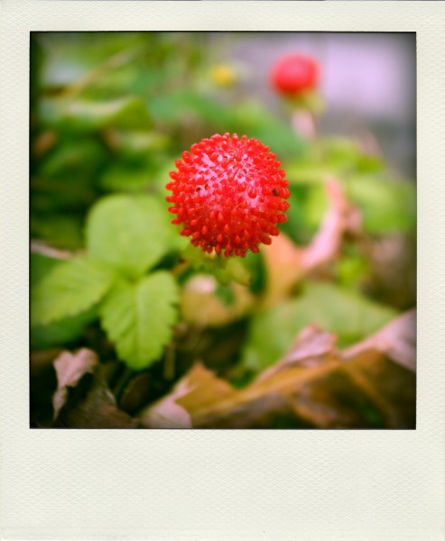 2012-06-12 14-53-34-pola08